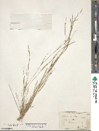 Aristida dichotoma image