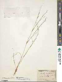 Aristida dichotoma image