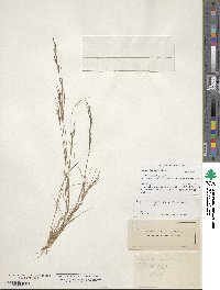 Aristida dichotoma image