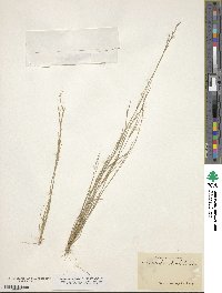 Aristida dichotoma image