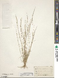 Aristida dichotoma image