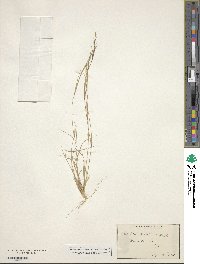 Aristida dichotoma image