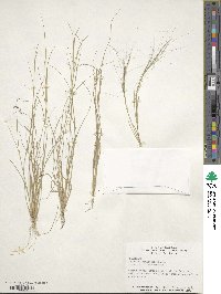 Aristida dichotoma image