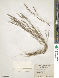 Aristida dichotoma image