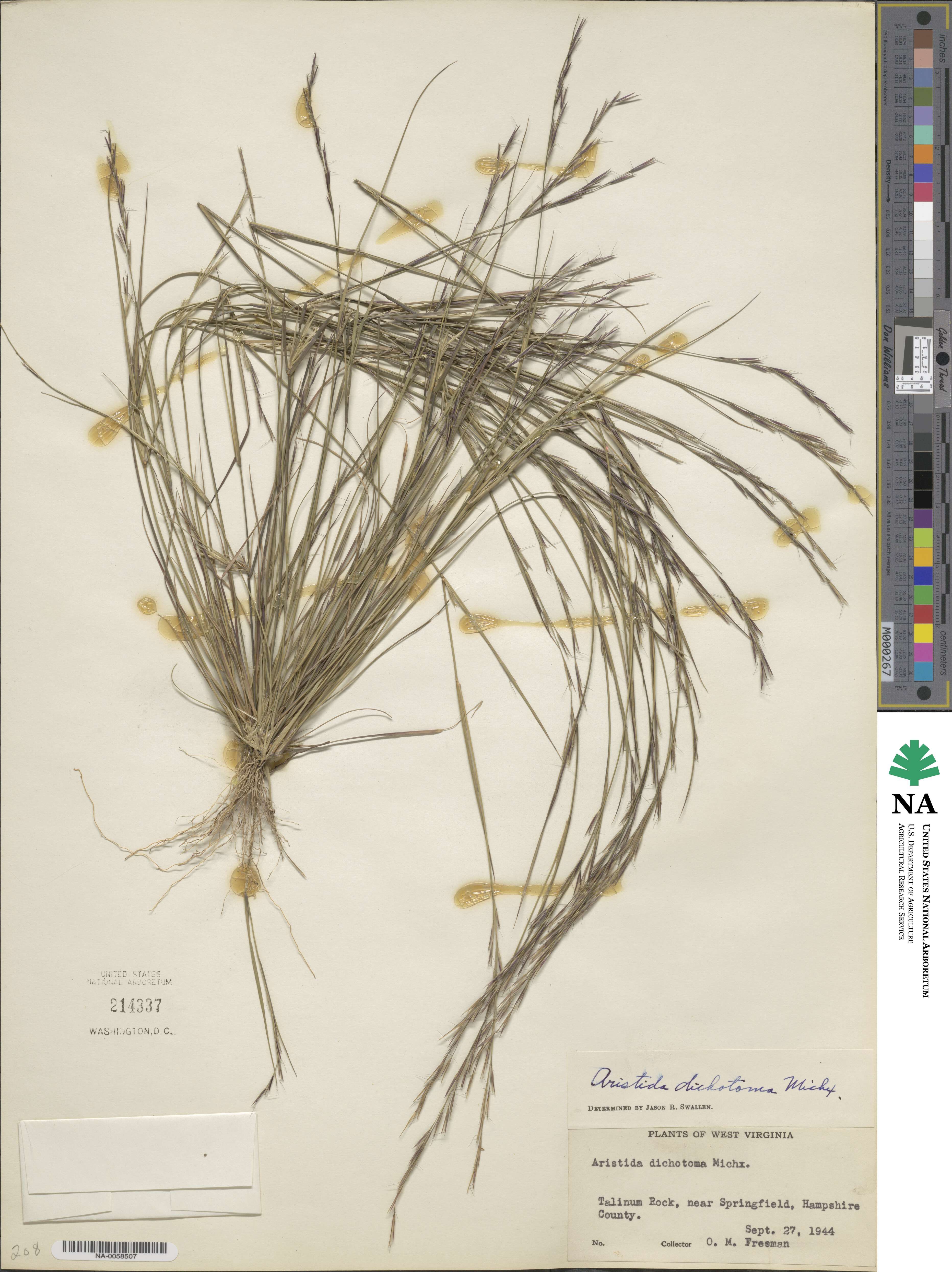 Aristida dichotoma image
