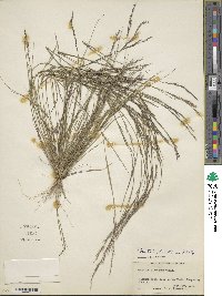 Aristida dichotoma image