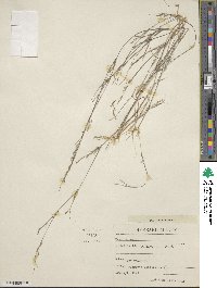 Aristida dichotoma image