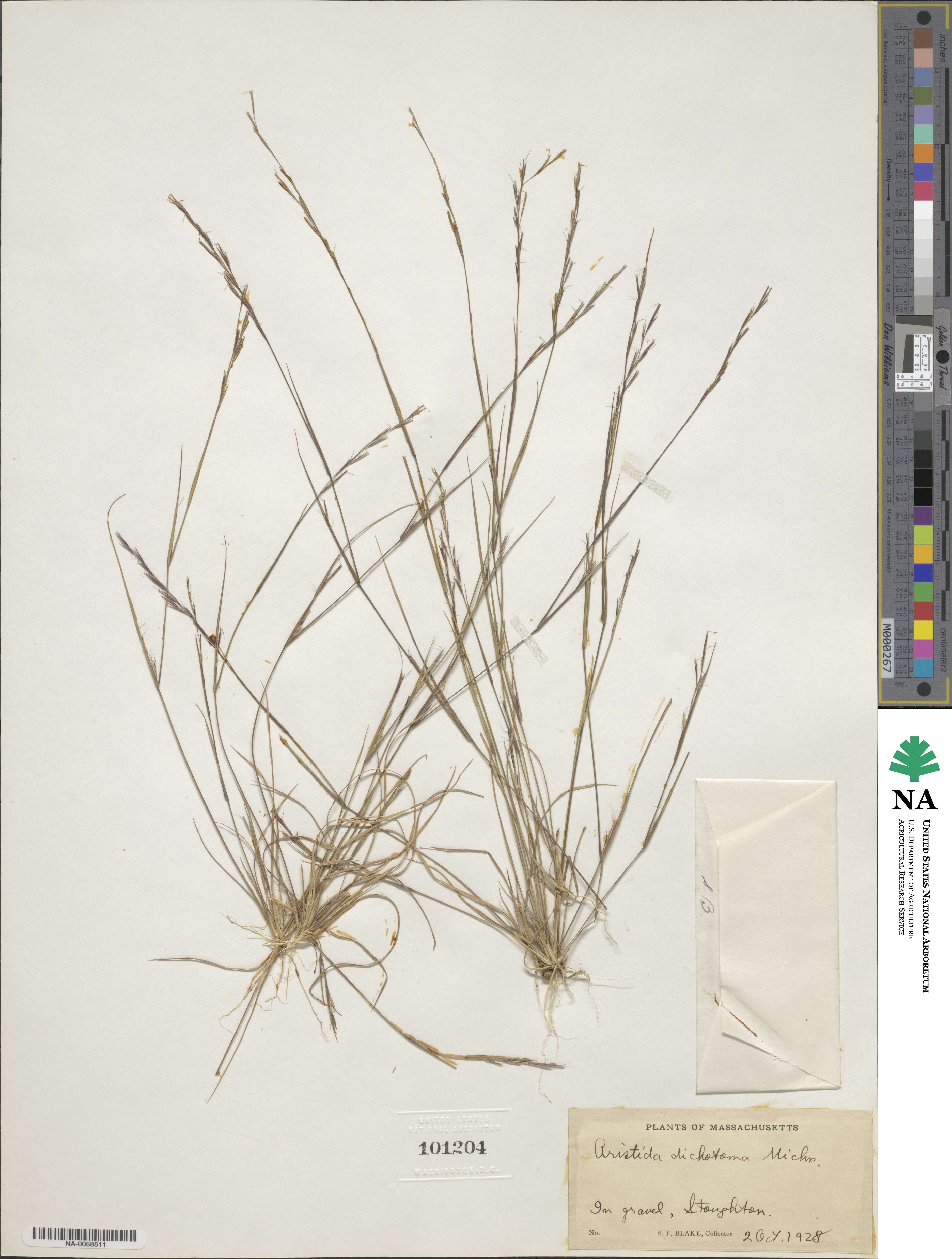 Aristida dichotoma image