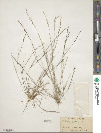 Aristida dichotoma image