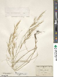 Aristida adscensionis image