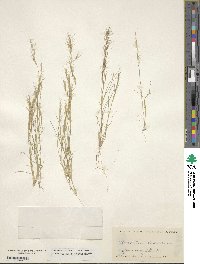 Aristida adscensionis image