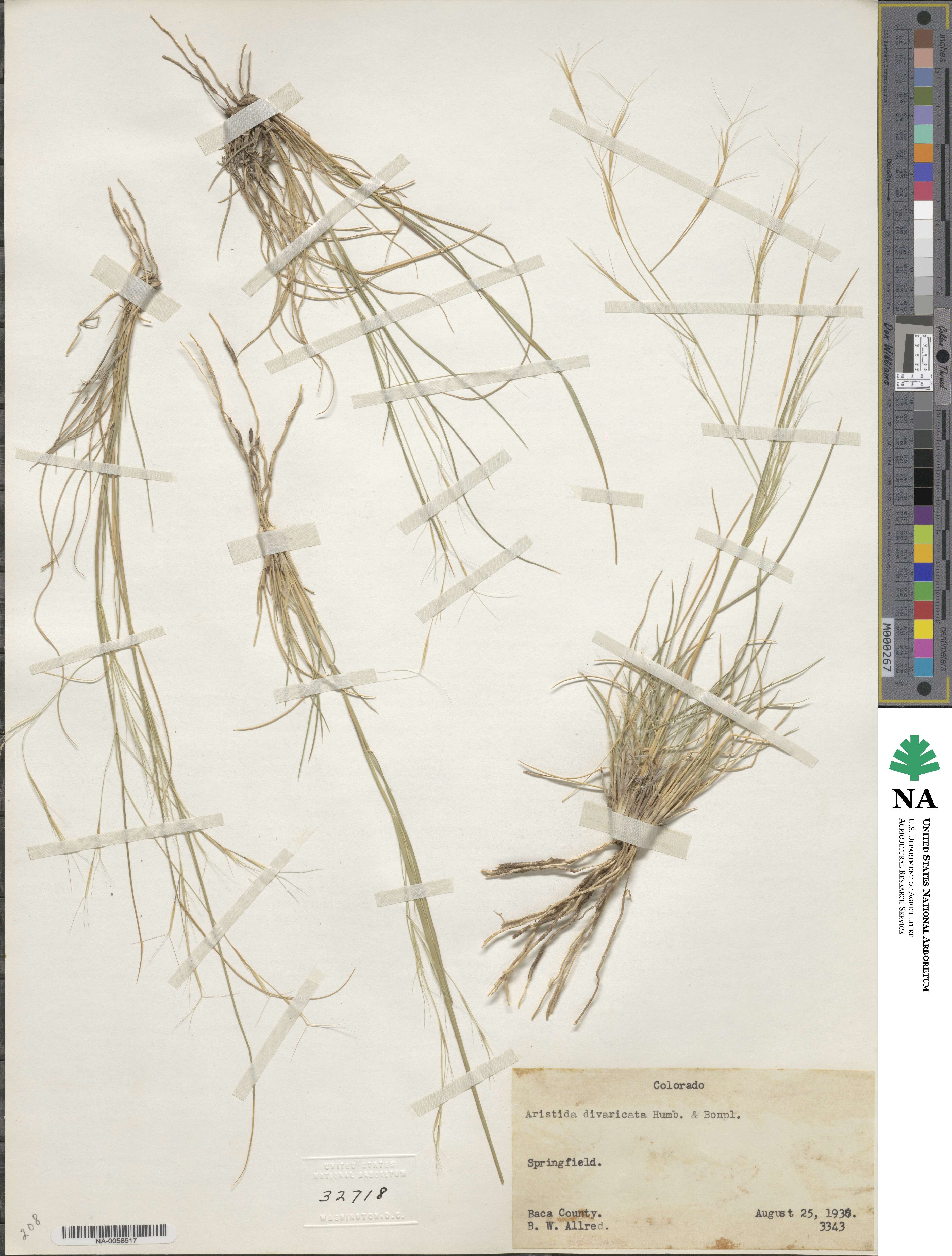 Aristida divaricata image