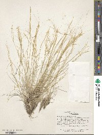 Image of Aristida fendleriana