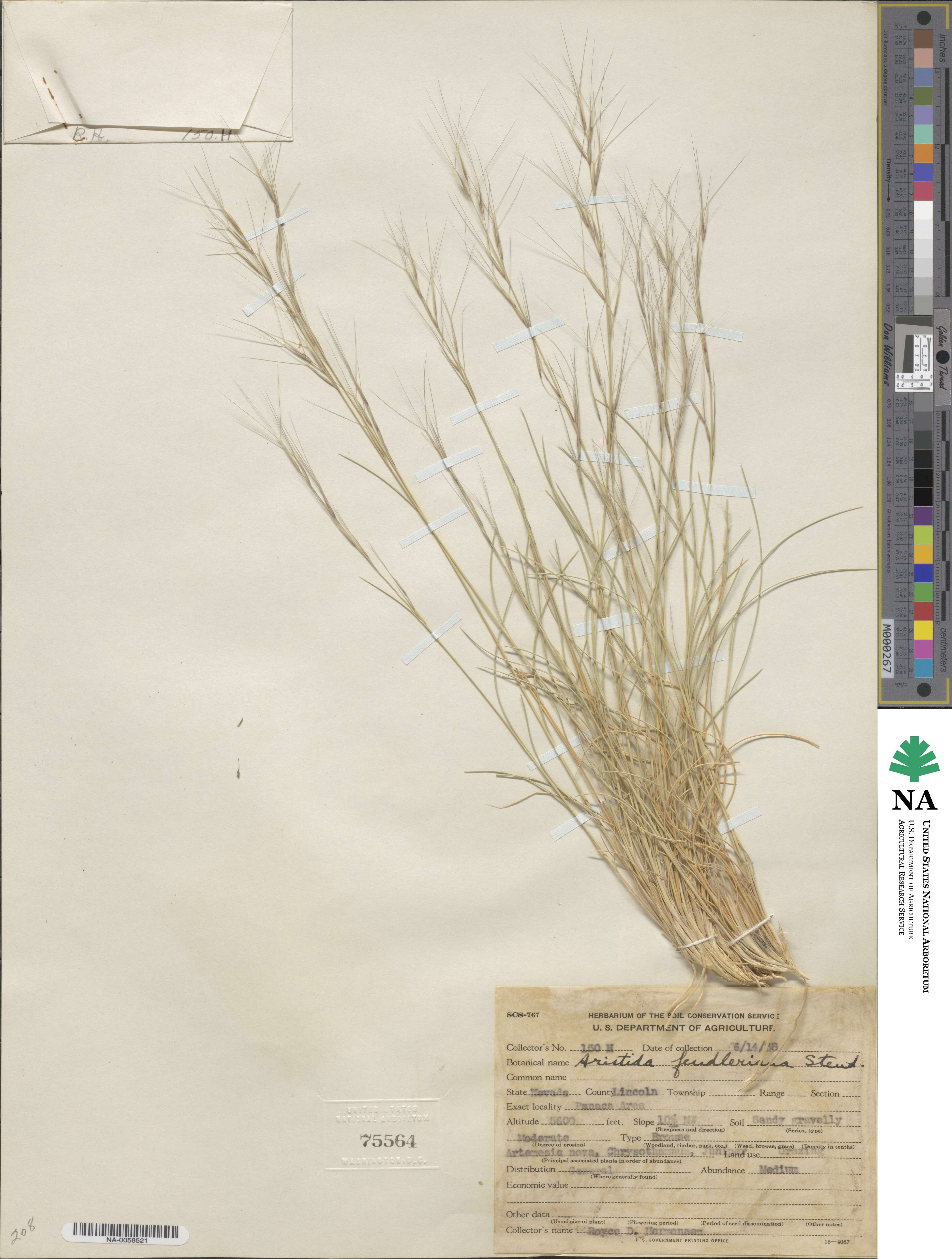 Aristida fendleriana image