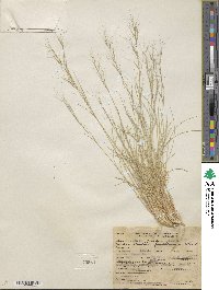 Aristida fendleriana image