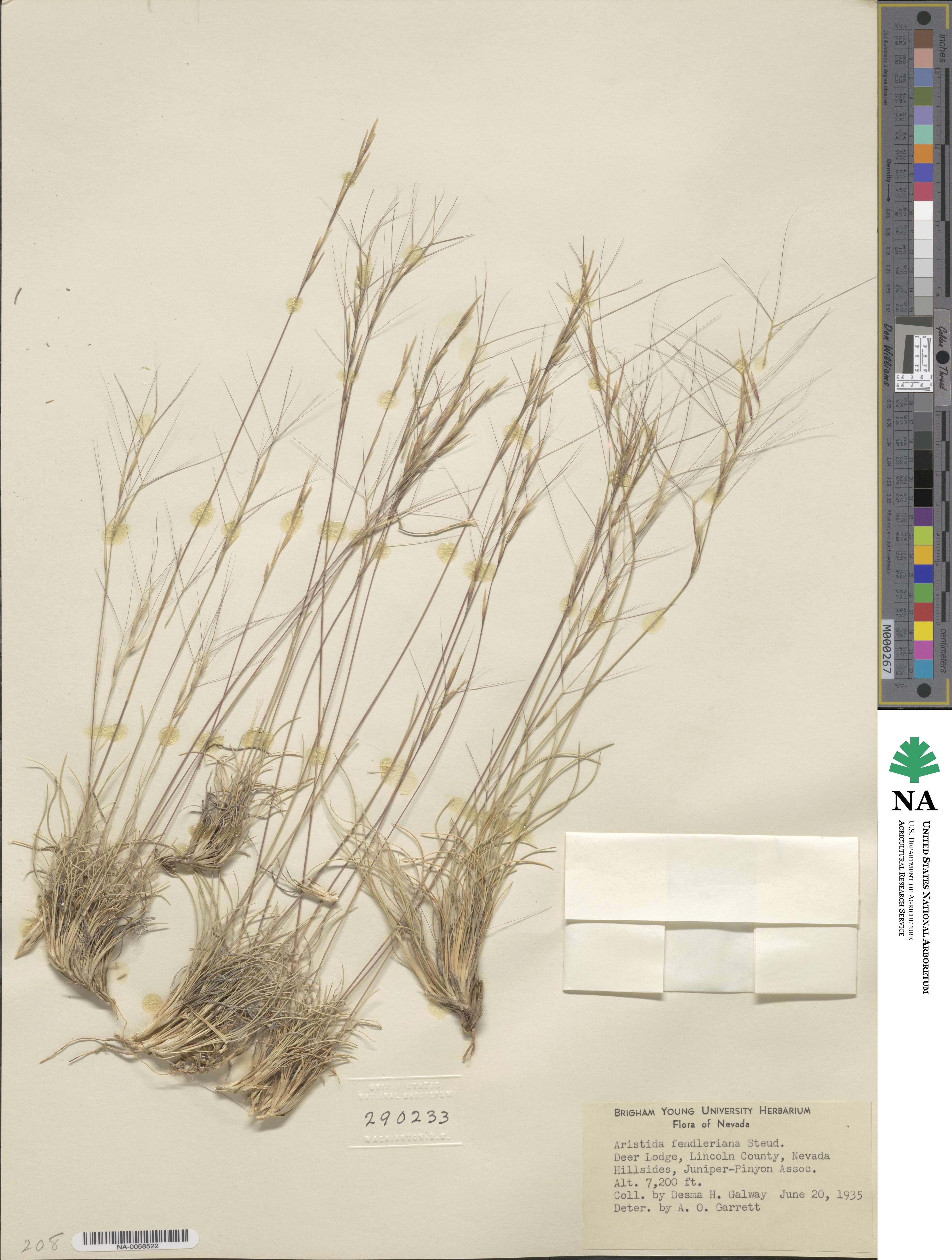 Aristida fendleriana image