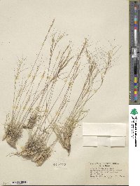 Aristida fendleriana image