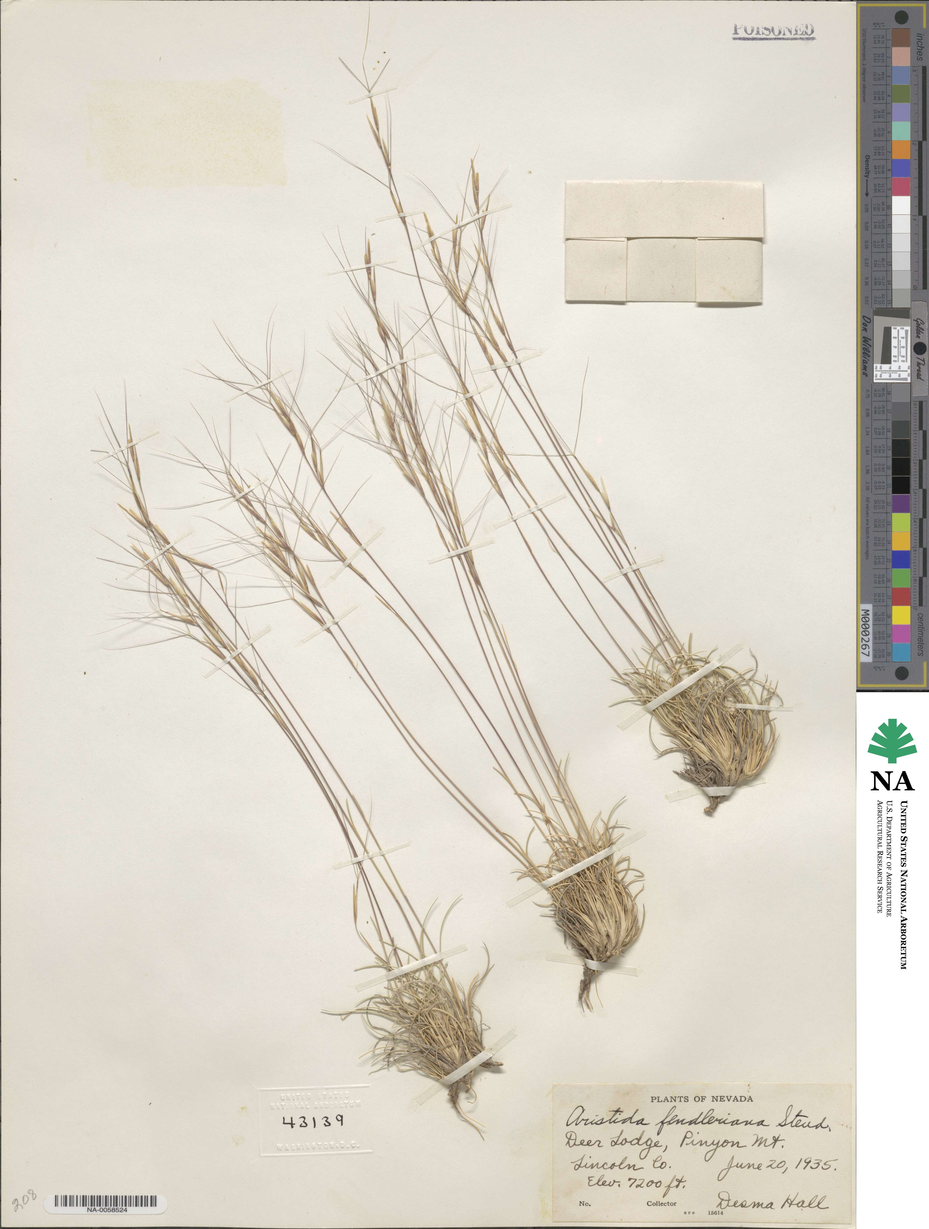 Aristida fendleriana image