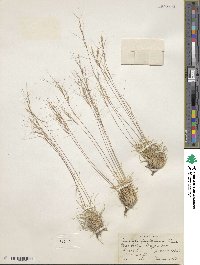 Aristida fendleriana image