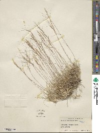 Aristida fendleriana image