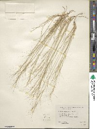 Aristida fendleriana image