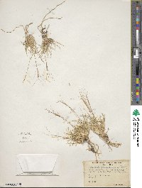 Aristida fendleriana image