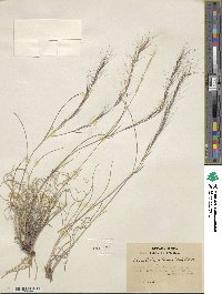 Aristida glauca image