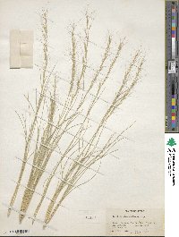 Aristida glauca image