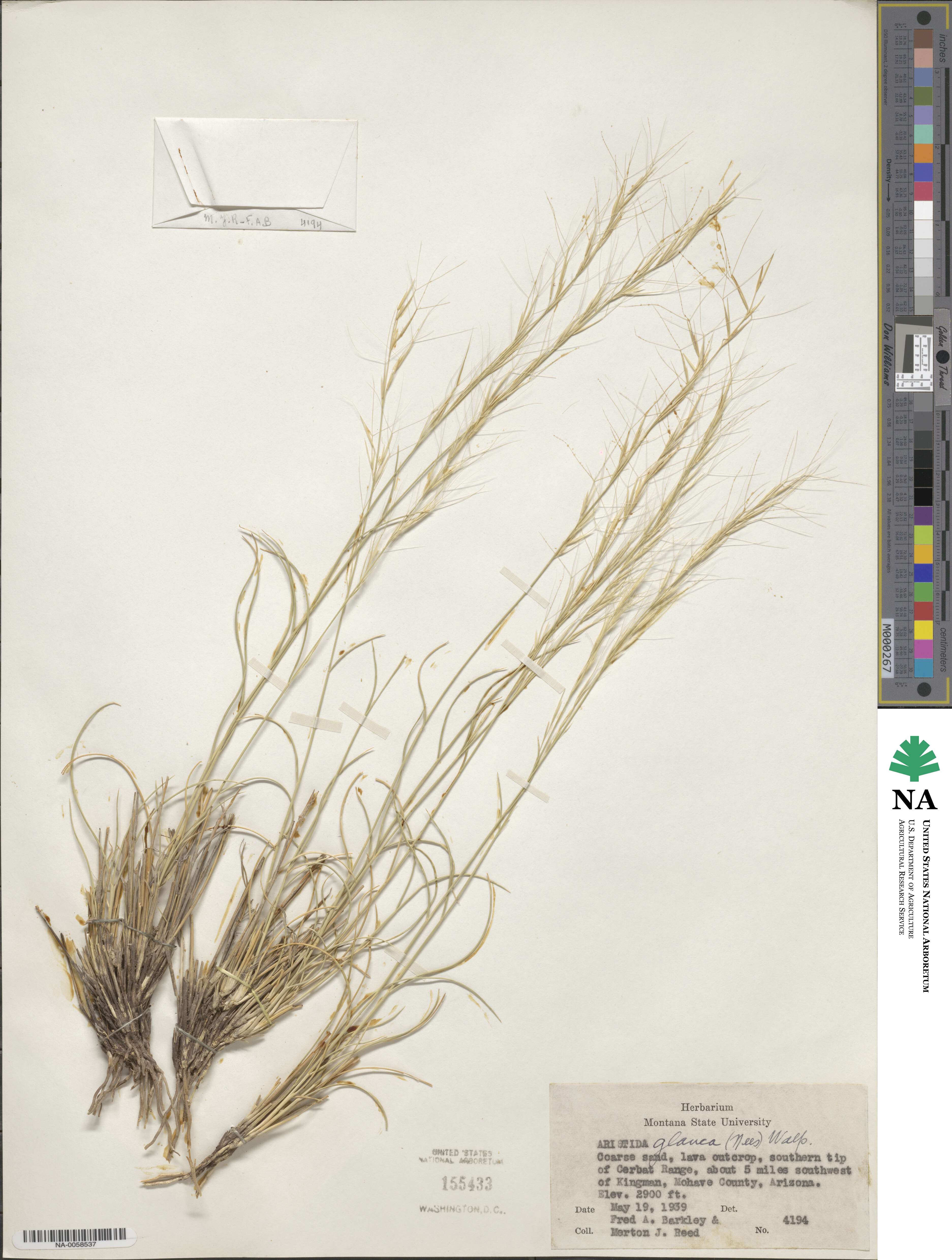 Aristida glauca image