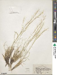 Aristida glauca image