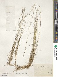 Image of Aristida longespica