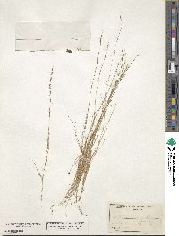 Aristida longespica image