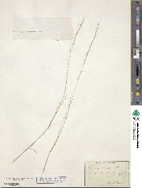 Aristida longespica image