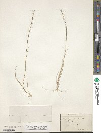 Aristida longespica image