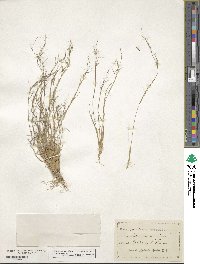 Aristida longespica image