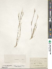 Aristida longespica image