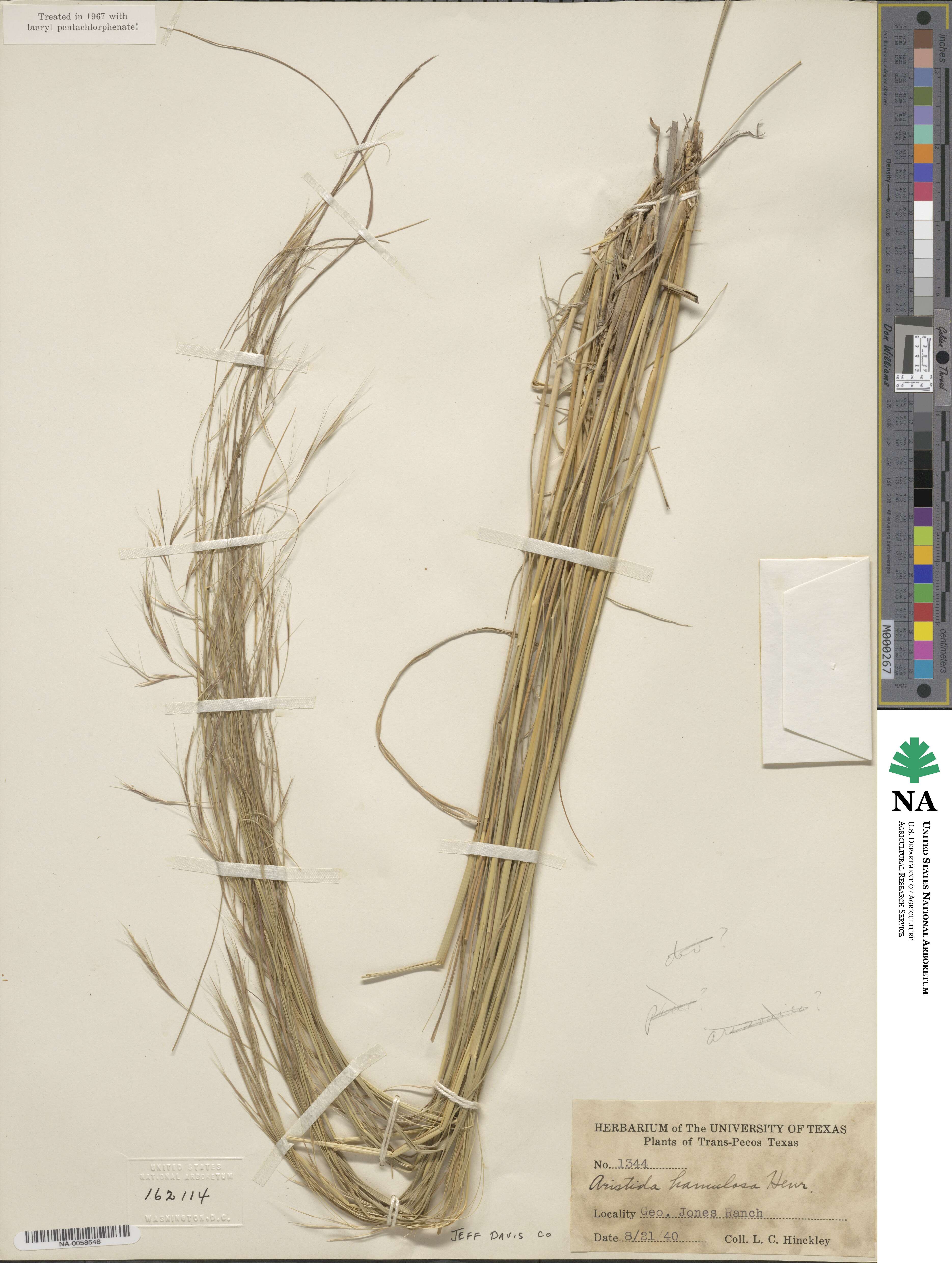 Aristida hamulosa image