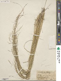 Image of Aristida hamulosa