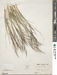 Aristida hamulosa image