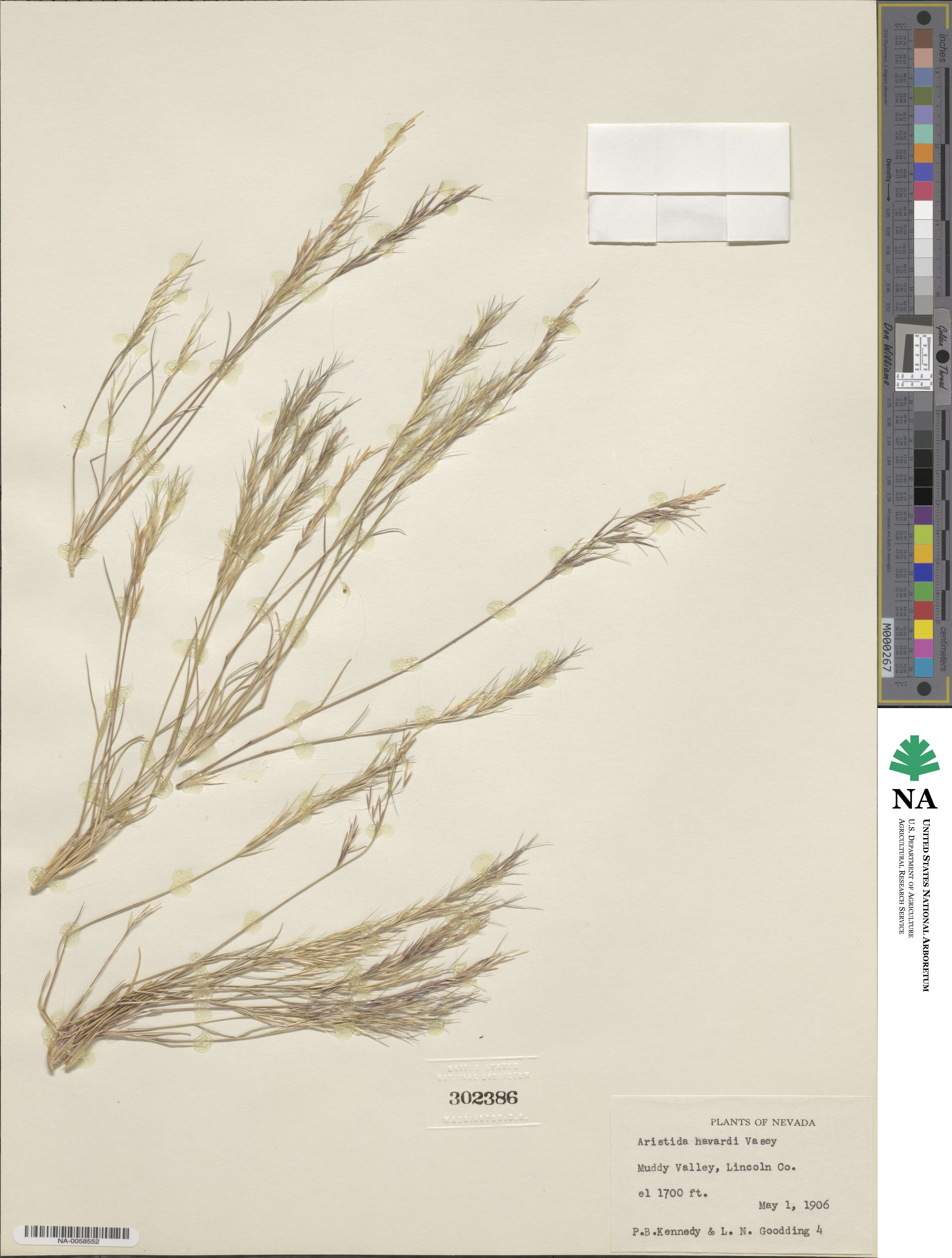 Aristida havardii image