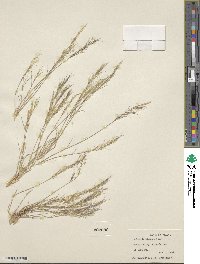 Image of Aristida havardii