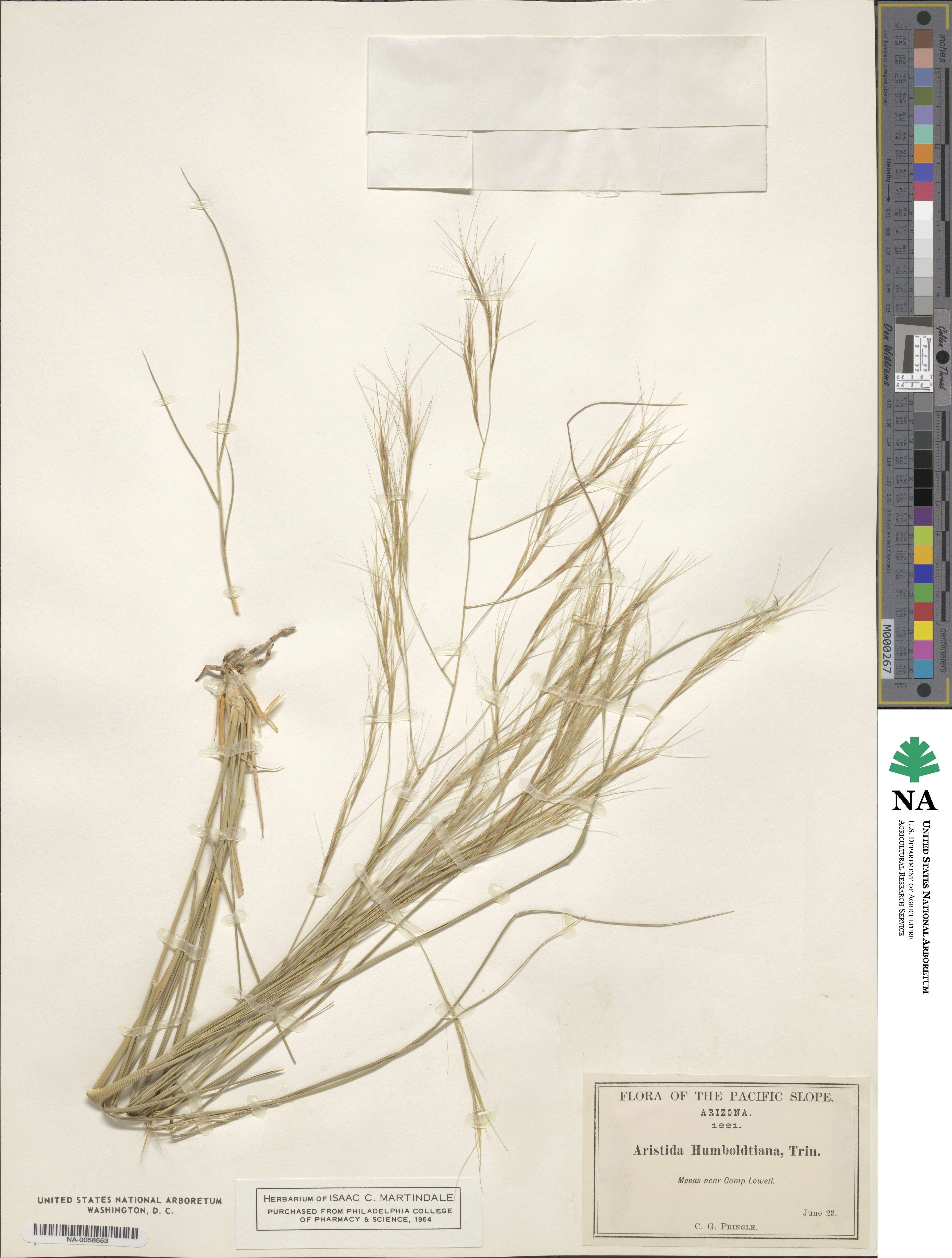 Aristida divaricata image