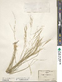 Aristida divaricata image