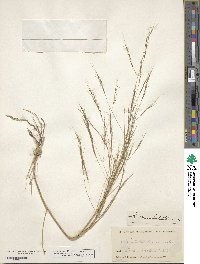 Aristida divaricata image