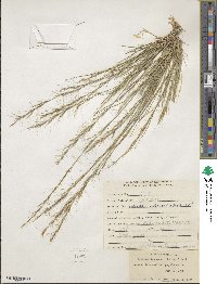 Aristida longespica image