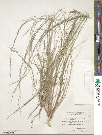 Aristida longespica image