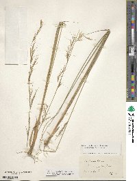 Image of Aristida lanosa