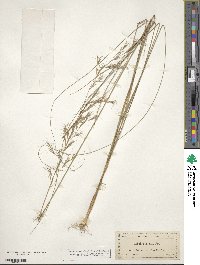 Aristida lanosa image