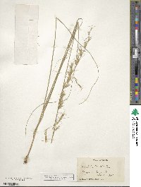 Aristida lanosa image