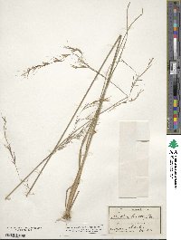 Aristida lanosa image